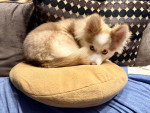 Un Pomsky allongé sur un coussin