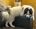 Un Pomsky sur un canapé
