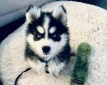 Un Pomsky assis sur un coussin poilu