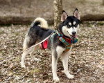 Un Pomsky sur un sol jonchés sur un terrain jonchés de feuilles mortes et tenu en laisse
