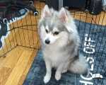 Un Pomsky assis dans une cage