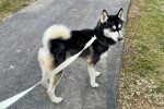 Un Pomsky sur une route et tenu en laisse