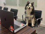 Un Pomsky assis sur une chaise dans un bureau