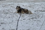 Un Pomsky allongé sur une surface enneigée et tenu en laisse