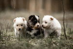 Trois chiots Pomskys sur un terrain herbeux