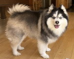 Un Pomsky sur un parquet