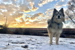 Un Pomsky sur une surface enneigée 