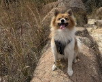 Un Pomsky sur un terrain herbeux et portant un harnais