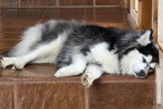 Un Pomsky allongé et semblant dormir