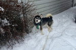Un Pomsky tenu en laisse sur une surface enneigée