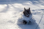 Un Pomsky courant sur une surface enneigée