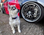 Un Pomsky assis à côté d'un véhicule et portant un collier autour du cou