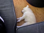 Un Pomsky allongé sur une moquette et semblant dormir