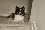 Un Pomsky allongé sur une marche d'escaliers 
