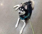 Un Pomsky allongé portant un harnais et regardant vers la caméra