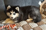 Un Pomsky allongé sur un canapé