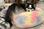 Un Pomsky allongé sur un coussin