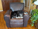 Un Pomsky allongé sur un fauteuil