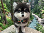 Un Pomsky assis sur un rocher et portant un nœud autour du cou