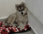 Un Pomsky assis sur un coussin