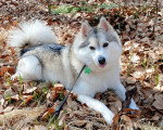 Un Pomsky allongé sur un sol jonchés de feuilles mortes