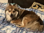 Un Pomsky allongé sur un lit