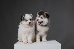 Deux chiots Pomskys aux yeux bleus assis sur un cube blanc devant un fond gris uni.