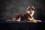 Un Pomsky adulte couché de profil sur une surface sombre avec un fond gris.