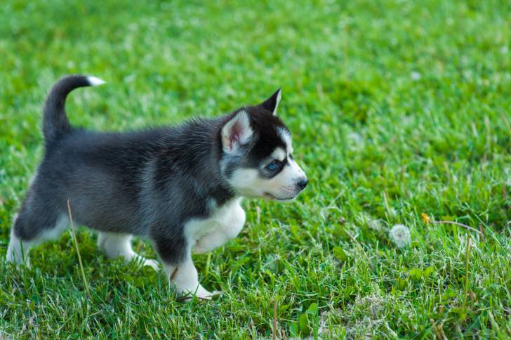 Photo Pomsky