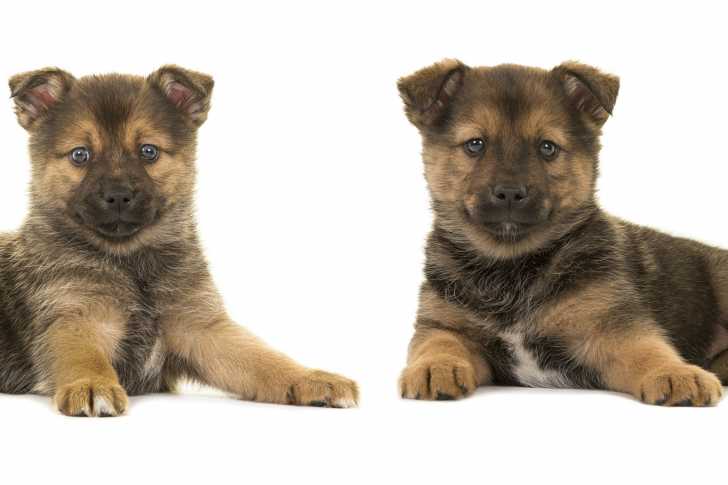 Photo Pomsky