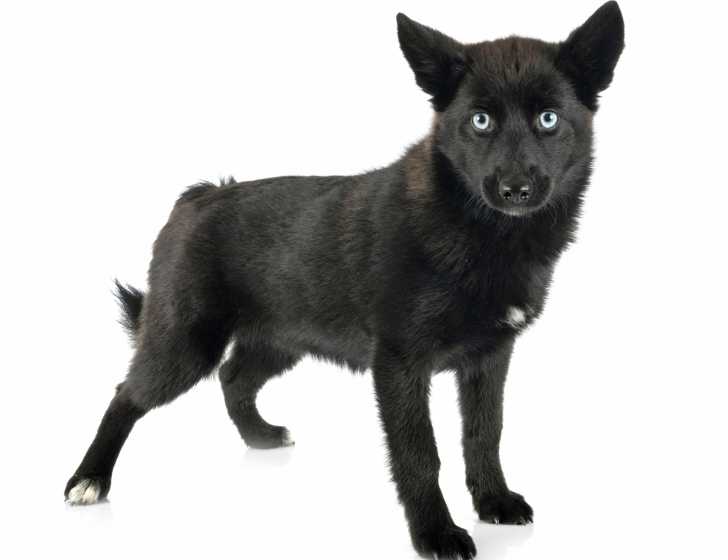 Photo Pomsky