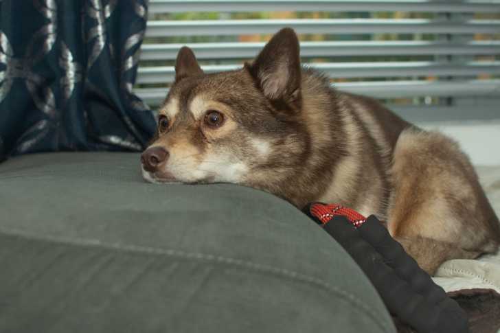 Photo Pomsky