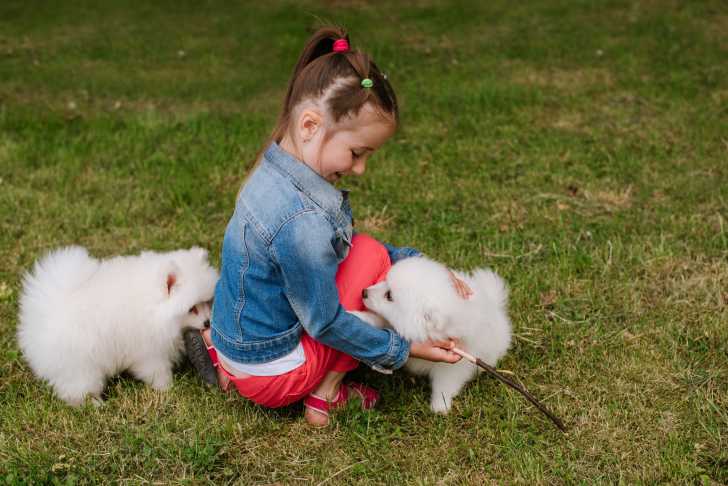 Photo Pomsky