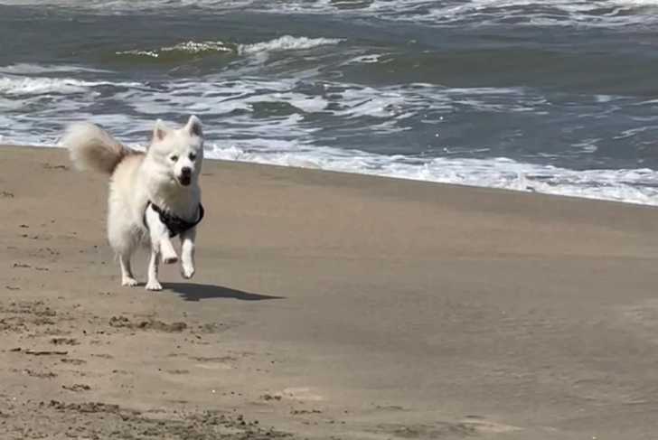 Un Pomsky courant sur une surface sableuse