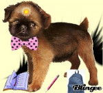 enfaite je ne pas de chien mais ces le chien que - Griffon Bruxellois