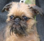 Griffon Bruxellois - Griffon Bruxellois