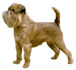 Photo Griffon Bruxellois