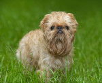 Photo Griffon Bruxellois