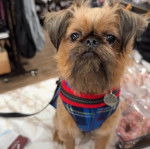 Un Griffon Bruxellois assis et qui est tenu en laisse 