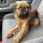 Un Griffon Bruxellois assis sur le siège d'une voiture 