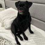 Un Griffon Bruxellois assis et semblant détendu