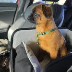 Un Griffon Bruxellois assis dans un panier et portant un harnais 