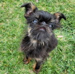 Un Griffon Bruxellois sur une surface gazonnée