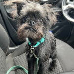 Un Griffon Bruxellois dans une voiture et qui est tenu en laisse 