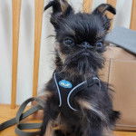 Un Griffon Bruxellois assis sur un plancher et qui est tenu en laisse 