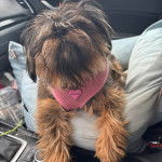 Un Griffon Bruxellois dans un panier et portant un harnais 