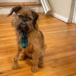 Un Griffon Bruxellois assis sur un plancher et portant une cravate 