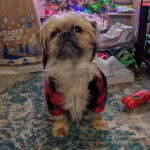 Un Griffon Bruxellois assis sur un tapis et portant un habit pour chien 