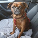 Un Griffon Bruxellois assis sur le siège d'une voiture et portant un harnais 