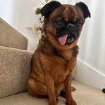 Un Griffon Bruxellois regardant vers la caméra et ayant la langue pendante 